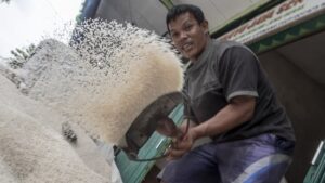 Harga Beras Masih Mahal di Papua dan Maluku, Ini Penyebabnya