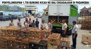Penyelundupan 1.756 Burung Kicau ke Bali Digagalkan di Pelabuhan Padangbai